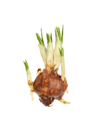 Crocus bulb with green shoots and developing roots isolated against whiteの写真素材