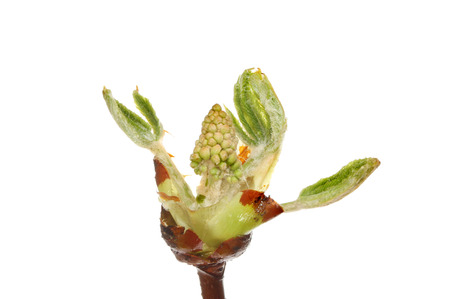 Breaking horse chestnut tree leaf and flower bud isolated against whiteの写真素材