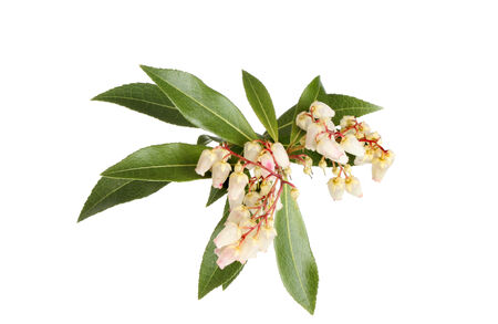 Flowers and evergreen leaves of Pieris Japonica isolated against whiteの写真素材