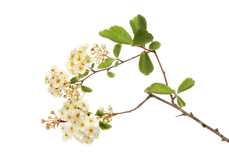 Flowers and foliage of a Spirea plant isolated against whiteの写真素材