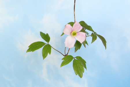 Clematis Montana flower and foliage against a blue sky with white wispy cloudsの写真素材