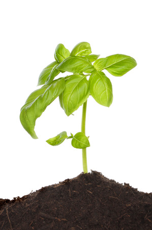 Seedling basil plant growing in soil against a white backgroundの写真素材