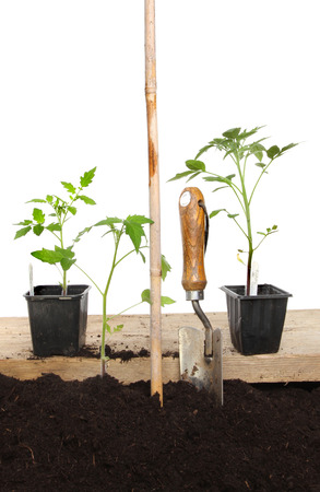Planting tomato plants, plants in soil and wooden board with a cane and garden trowelの写真素材