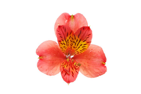 Alstroemera flower isolated against whiteの写真素材