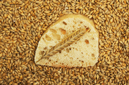 Slice of ciabatta bread with a wheat ear surrounded by wheat grainsの写真素材