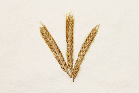 Three ears of wheat on a bed of flourの写真素材