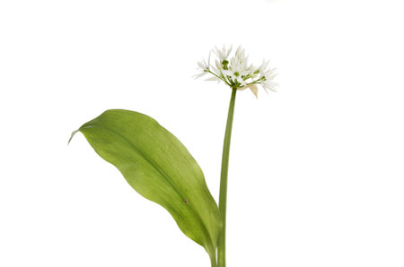 Ramsons, Allium  ursinum, wild flower and foliage isolated against white