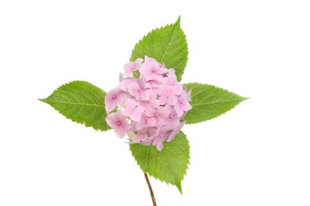 Pastel pink mophead hydrangea flower and leaves isolated against whiteの写真素材