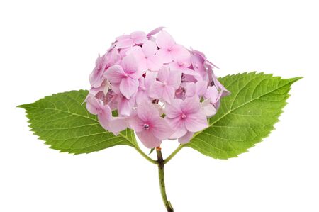 Pastel pink mop head hydrangia flower and foliage isolated against whiteの写真素材