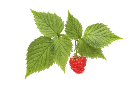 Ripe red raspberry and green leaves isolated against white