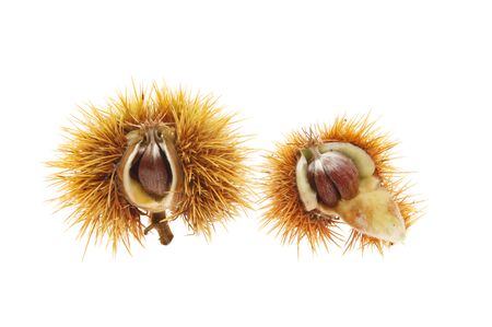 Sweet chestnut, Castanea sativa, seeds in pods isolated against whiteの写真素材