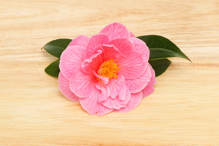 Magenta Camellia flower and leaves on a wooden boardの写真素材