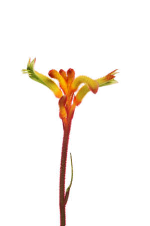 Australian native Kangaroo Paw flower isolated against whiteの写真素材