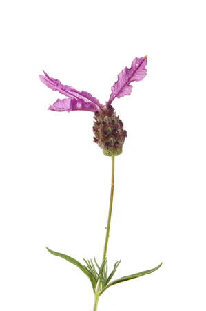 French Lavender flower isolated against whiteの写真素材