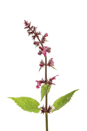 Flowering stinging nettle, Urtica dioica,isolated against whiteの写真素材