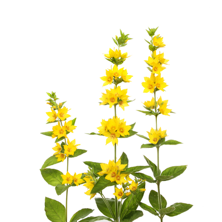 Yellow Loosestrife, Lysimachia punctata, flowers and foliage isolated against whiteの写真素材