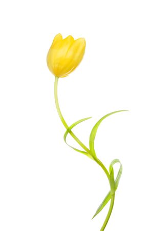 Yellow tulip flower and foliage isolated against whiteの写真素材