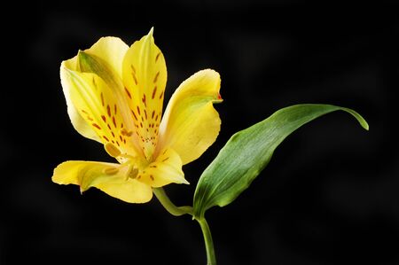 Alstroemeria, Peruvian Lily, flower and leaf isolated against blackの写真素材