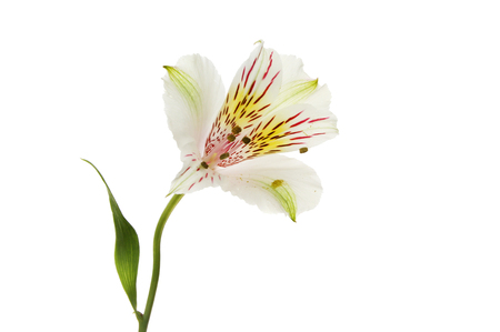 Pale Alstroemeria flower isolated against whiteの写真素材