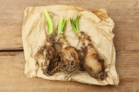 Sprouting Nerine bulbs on a paper bag on old rustic wood