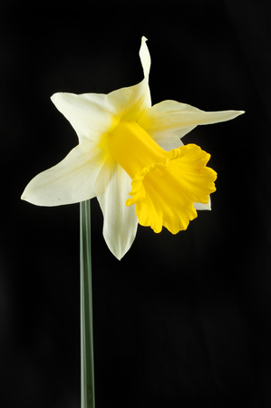 White and yellow Daffodil flower isolated against whiteの写真素材