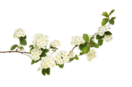 Spiraea japonica, Japanese meadowsweet, flowers and foliage isolated against white