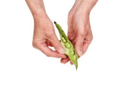 Pair of male hands shelling broad beans isolated against whiteの写真素材