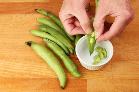 Closeup of hands shelling broad beansの写真素材
