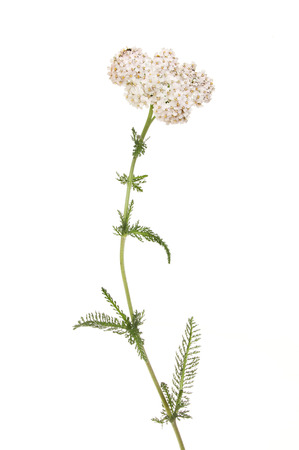 Yarrow, Achillea millefolium, flowers and foliage isolated against whiteの写真素材
