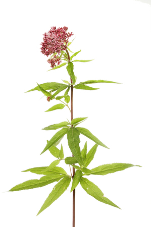Hemp-agrimony, Eupatorium cannabinum, flowers and foliage isolated against whiteの写真素材