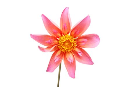 Pink collerette dahlia flower isolated against whiteの写真素材