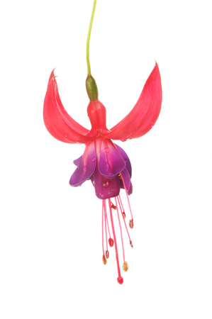 Fuscia flower isolated against whiteの写真素材