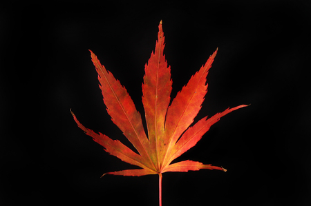Red and yellow Autumnal acer leaf isolated against blackの写真素材