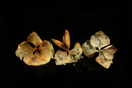 Dried hydrangea flowers isolated against blackの写真素材