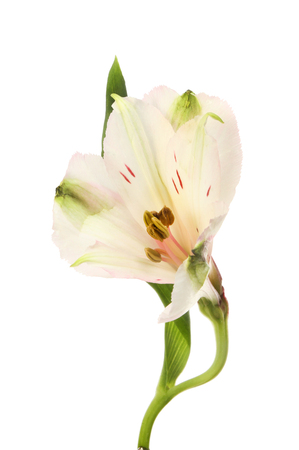Single alstroemeria flower and leaf isolated against whiteの写真素材