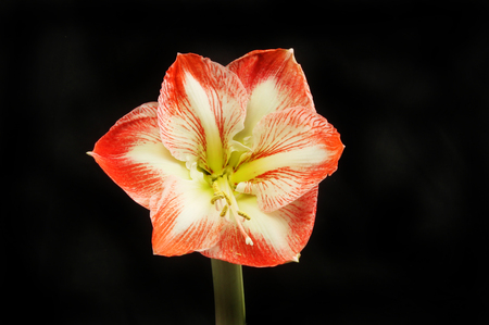 Amaryllis flower isolated against blackの写真素材