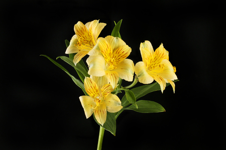 Yellow alstroemeria flowers isolated against black against blackの写真素材