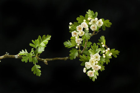 Hawthorn flowers and foliage isolated against blackの写真素材