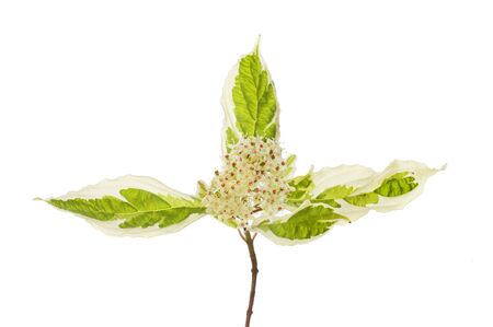 Dodwood flowers and foliage isolated against whiteの写真素材