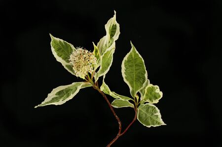 Dogwood flowers and foliage isolated against blackの写真素材