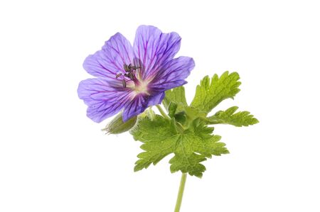 Blue geranium flower and leaves isolated against whiteの写真素材