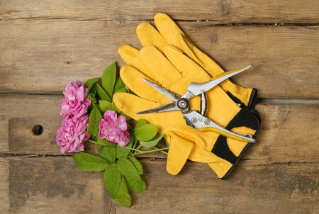 Cut roses, gardening gloves and secateurs on rustic wood, top viewの写真素材