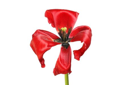 Wilting red tulip flower isolated against whiteの写真素材