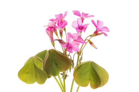 Oxalis flowers and foliage isolated against whiteの写真素材
