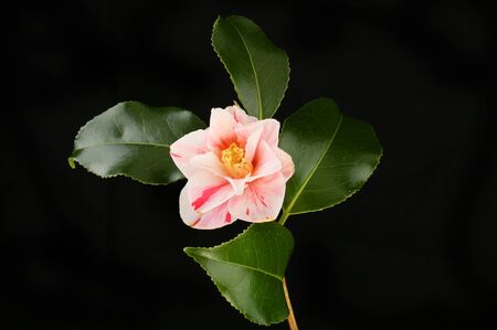 White and red camellia flower and foliage isolated against blackの写真素材