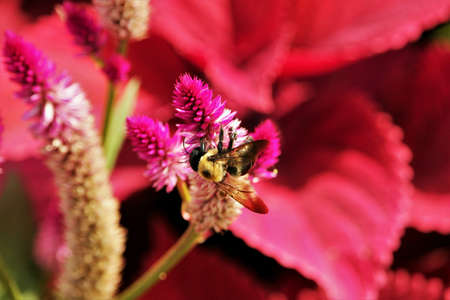 Pollinationの素材
