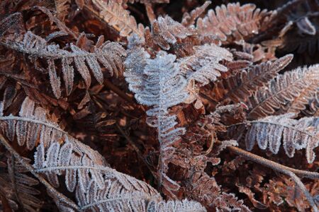 Winter fern with frostの写真素材