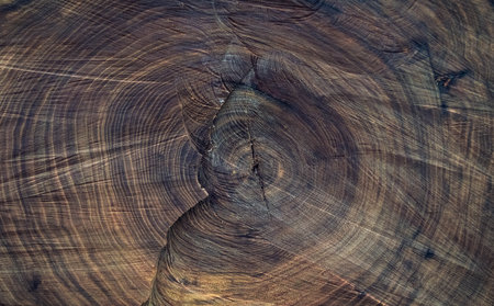 Cuted treeの写真素材