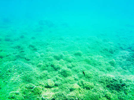 Scuba Diving activity exploring the seabed of the Tuscan Archipelago National Park in Italy.の写真素材