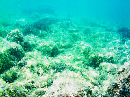 Scuba Diving activity exploring the seabed of the Tuscan Archipelago National Park in Italy.の写真素材